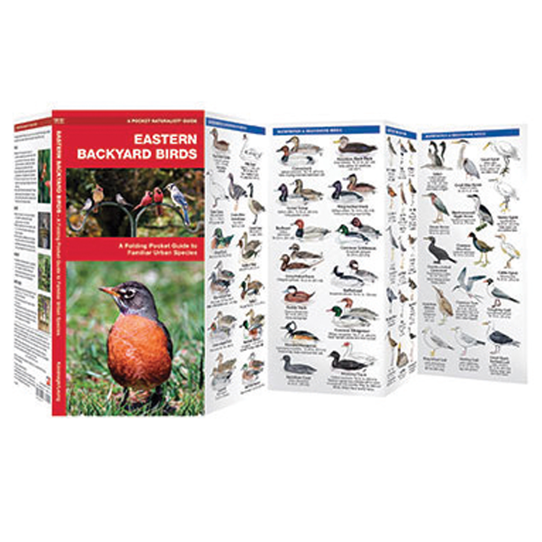 EASTERN BACKYARD BIRD POCKET GUIDE