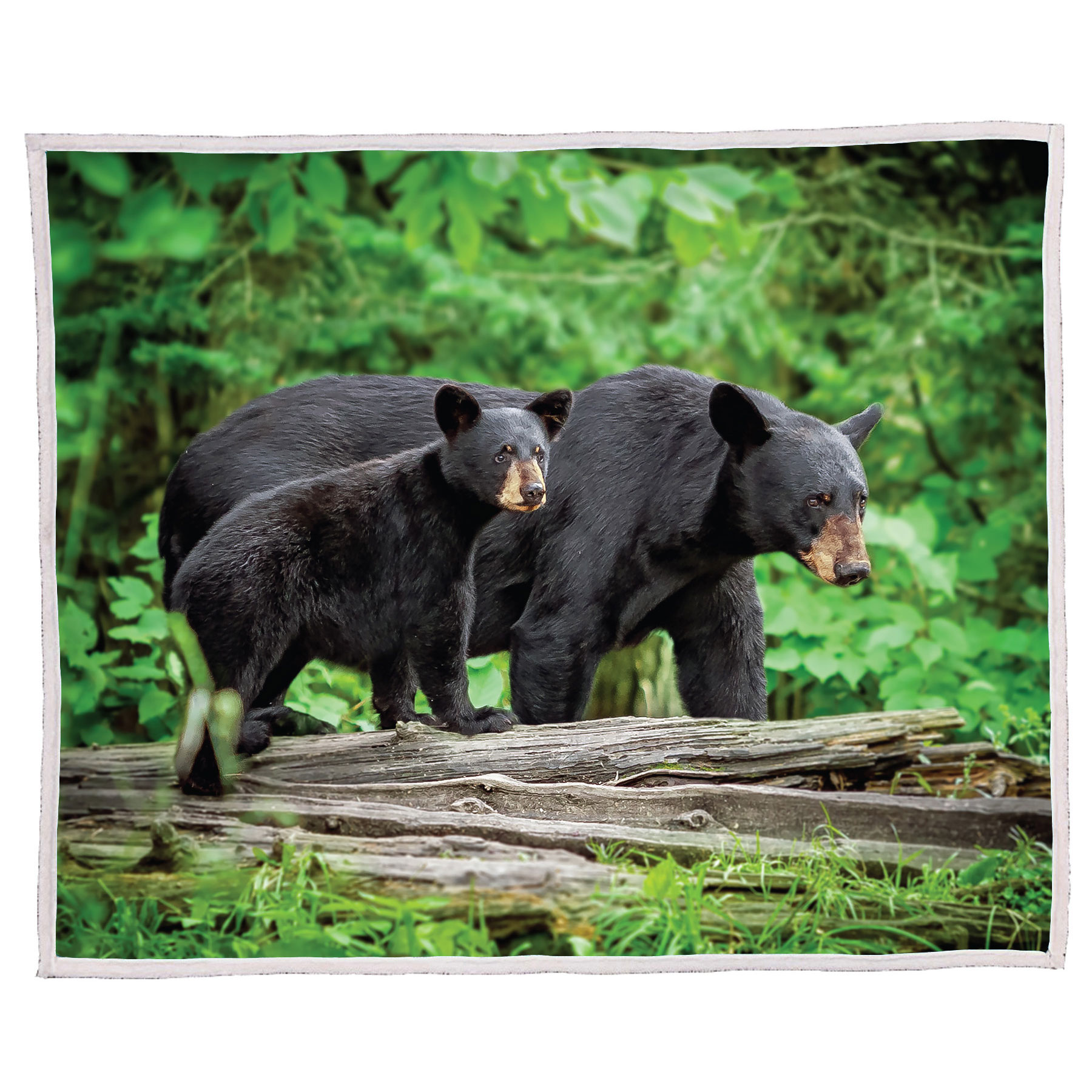 BLACK BEAR W/ CUB SHERPA BLANKET 50X60